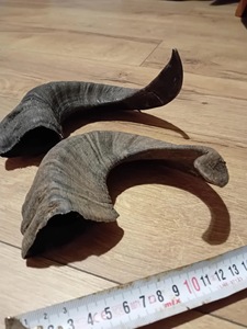 เขาแกะแท้ ขัดเงาอย่างดี สำหรับตกแต่งและงานฝีมือ คุณภาพสูง - Product Image 1