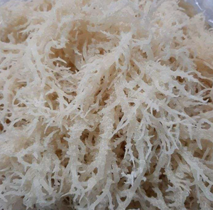 Suministro de Fábrica: Algas Cottonii de Vietnam, Biomasa Marina Seca Cruda para el Procesamiento de Carragenano - Product Image 1