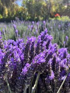 Aceite Esencial de Lavanda Premium 100% Puro y Natural para Aromaterapia, Suministro al por Mayor desde Vietnam - Product Image 2