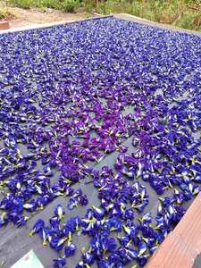 ชาดอกอัญชันเกรดคาเฟ่ สีฟ้าอมม่วง สำหรับลาเต้ น้ำมะนาว ค็อกเทล เครื่องดื่มสมุนไพรเปลี่ยนสีตามธรรมชาติ - Product Image 6