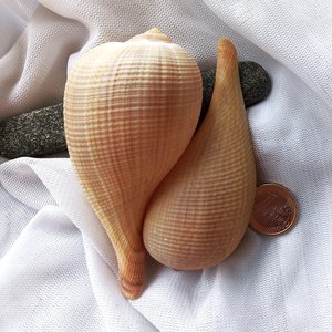 Coquillages pour décoration d'aquarium et de terrarium, prix le plus bas, coquillages de qualité supérieure, coquillages naturels. - Product Image 5