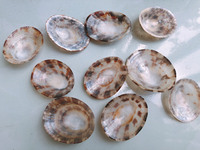 Concha de limpet ovalada de calidad de Vietnam para incrustaciones de joyería fina, fabricación de esferas de relojes de lujo con conchas de perla iridiscentes