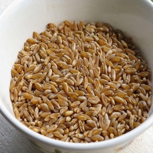Semillas de Trigo Duro Secas de Primera Calidad para un Cultivo Confiable con Selección de Grano Limpio y Fuerte Germinación - Product Image 6