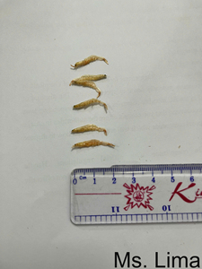 Wholesale High Quality Dried Small & <b>Baby</b> Shrimp 10kg Pack in Bag HACCP Certified/ Ms. Lima - Product Image 5