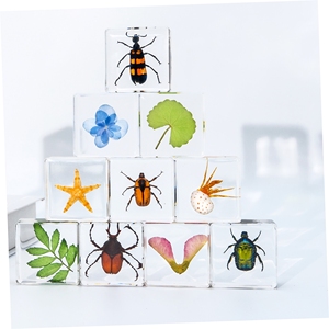 Transparent Acrylic Handmade Resin Crafts Insect Specimen Crystal Paperweights Resin Craft for School Teaching