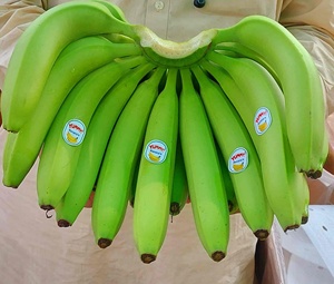 Plátano crudo indio de granja procedente de agricultura india de un exportador indio - Product Image 1