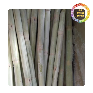 Palitos de caña de azúcar congelados, pelados y cortados para hacer jugos, restaurantes, cafeterías y distribución al por mayor - Product Image 3