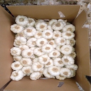 Ajo Fresco de Grado Certificado, Puro y Natural, en Grandes Cantidades, con Empaque Personalizado, para Venta por Exportadores - Product Image 3