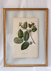 กรอบรูปแก้วลอยตัวสีทองวินเทจสุดหรู ดีไซน์เรียบง่ายคลาสสิก ตกแต่งด้วยภาพศิลปะพฤกษศาสตร์ เหมาะสำหรับตกแต่งบ้านและสำนักงาน - Product Image 3