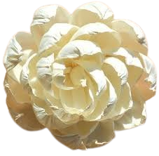 ADVAITH Fleur en bois de Sola pour diffuseur à bâtonnets – Bâtonnet en bois artisanal du Bengale occidental qui absorbe le mélange d'huiles parfumées - Product Image 3