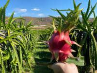 Premium VIETFAP Witte Drakenvrucht Diepvries Vers Zachte Smaak Exportkwaliteit Tropisch Fruit 30-40 Dagen Houdbaarheid Binh Thuan