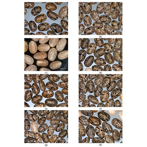 Graines de Chia Noires de Haute Qualité en Gros d'Usine - Superaliment Brut | - Product Image 3