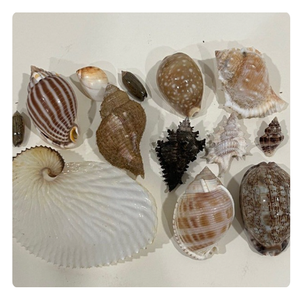 เปลือกหอยหลากสีพิเศษสำหรับงานศิลปะเรซิ่น/โครงการงานฝีมือที่เป็นมิตรต่อสิ่งแวดล้อม - Product Image 3