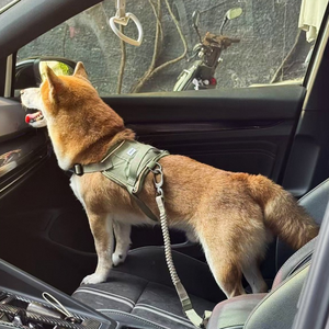 Cinturón de Seguridad para Perros con Gancho Giratorio, Venta al Por Mayor - Product Image 4
