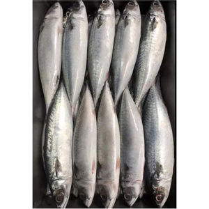 Pescado Atún del Pacífico Orgánico Congelado de Gran Tamaño 300g, Atún del Pacífico/Caballete del Pacífico Congelado Entero para Exportación - Product Image 6