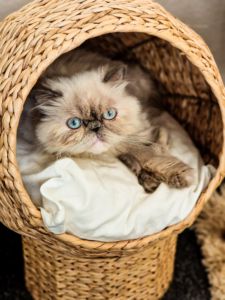 Gran Oferta: Casas para Mascotas VIETCHOICE de Madera Ecológica y Duradera con Recubrimiento en Polvo para Perros Pequeños y Gatos, Ideal para Interiores y Viajes, Hecho en Vietnam - Product Image 5