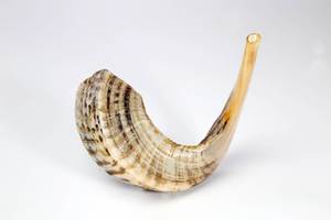 Shofar en corne naturelle, trompette artisanale polie, pour cérémonies juives traditionnelles, festivals, culte, objet d'art de collection - Product Image 5