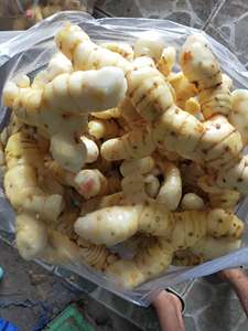 Galangal Fresco Congelado Natural en Venta a Precio Competitivo en Vietnam, Raíz de Jengibre al por Mayor, Galangal Pelado - Product Image 6