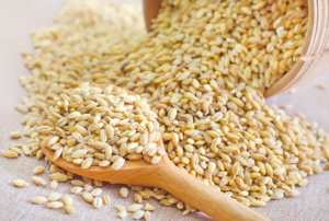 Trigo Duro Orgánico de Primera Calidad Certificado 2026, Grano Integral de Textura Dura para Alimentos, Precio Económico, Venta al Por Mayor - Product Image 5