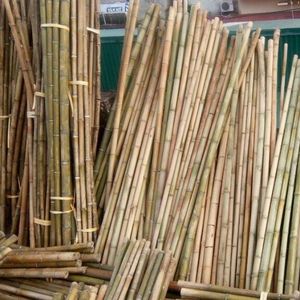 เสาไม้ไผ่แบบเป็นมิตรต่อสิ่งแวดล้อมสำหรับรองรับพืชผลทางการเกษตร - Product Image 4