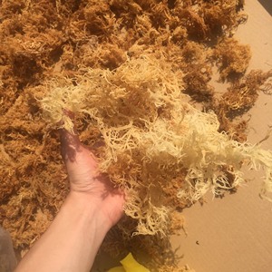 100% Natural <b>Light</b> Yellow Dried Sea Moss Premium Bulk Wholesale Export Sea Moss OEM Supplier Custom Packaging - Product Image 5