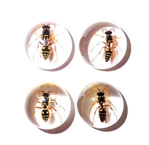Cabochon rond en plastique avec spécimen réel d'abeille guêpe rouge, 19x19 mm, fond plat transparent, pour artisanat et fabrication de bijoux - Product Image 1