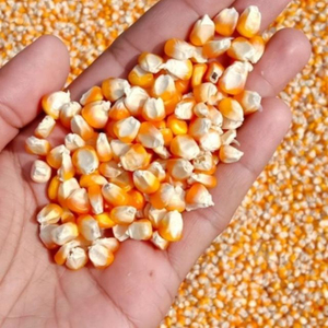 Maíz Forrajero de la Mejor Calidad al por Mayor, Venta a Granel Premium, Grado Alimenticio para Animales, Listo para Enviar, Suministro para Exportación - Product Image 5
