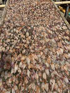 ปลาหมึกแห้งเวียดนาม ทำจากปลาหมึกทั้งตัว เหมาะสำหรับการย่างบาร์บีคิว และตอบโจทย์ความต้องการขายส่ง - Product Image 2