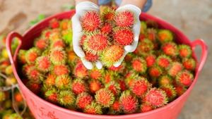 [VENTE CHAUDE] |   Délicieuses Fruits Entiers de Ramboutan Séchés et Conservés dans du Sirop, Idéaux pour la Confiserie, Origine Vietnam - Product Image 4