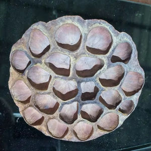 Vainas de Loto Secas Premium Toan Tai Loc Phat, Materiales Naturales Ecológicos para Manualidades y Decoración Sostenible del Hogar - Product Image 1