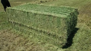 Semillas de Alfalfa de Alta Calidad a Precio de Fábrica Directo para Caballos, Ganado, Cerdos, Peces, Perros, Pollos - Bolsa de 25 kg, Venta al por Mayor, Grado Alimenticio - Product Image 5