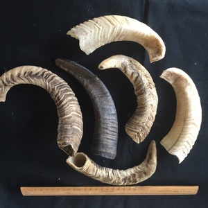 Shofar de cuerno de carnero de excelente calidad, que se sonó para anunciar el sonido de la luna nueva en tiempos de guerra y marcar la música de las convocaciones sagradas. - Product Image 6