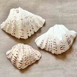Conchas de almeja gigantes a buen precio, conchas de almeja para decoración, las más vendidas, concha de almeja marina para exhibición en la playa - Product Image 1