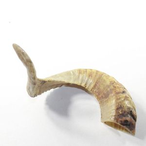 Corne de brebis naturelle polie et courbée, surface brillante et lustrée, vente en gros pour artisans et créateurs - Product Image 5