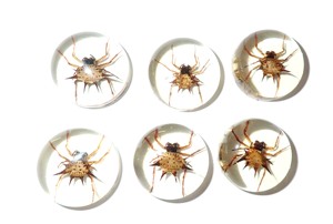 Espécimen Real de Araña Espinosa en Cabujón de Plástico Redondo de 25x25 mm con Base Plana Transparente para Manualidades y Joyería - Product Image 1