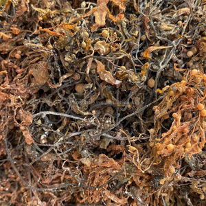 Algas Sargassum Secas al 100% Pura de Vietnam para Fertilizantes, Biomasa e Industrias de Alginato, a Granel, Marca KMI - Product Image 2