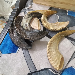 Shofar en corne de bœuf fait main, corne naturelle, instrument religieux juif pour la cérémonie de Rosh Hashanah, Yom Kippur, la prière et la liturgie. - Product Image 2