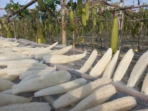 Éponge de loofah naturelle de haute qualité, cultivée biologiquement, 20-30 cm, pour le bain et la cuisine, export en vrac depuis les fermes du Vietnam, bon prix - Product Image 6