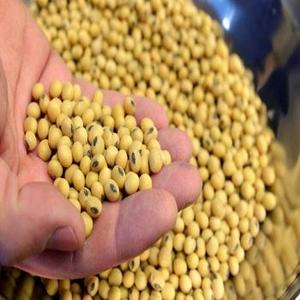Secure Source Yellow <b>Soybeans</b> Global Trade Compliant - Product Image 1