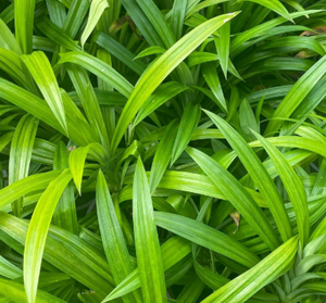 Feuilles de Pandan Congelées pour la Pâtisserie et la Cuisine, Arôme Alimentaire Naturel, Ingrédient Essentiel pour les Desserts et Boissons Asiatiques du Vietnam - Product Image 6