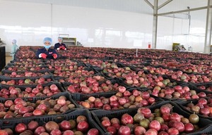 Jus de fruit de la passion congelé à haute teneur en Brix 15, avec ou sans pépins, pour la production de boissons gazeuses, ingrédient pour boissons, emballage en fût de 250 kg - Product Image 6
