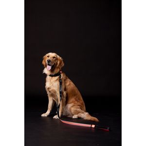 Lumiglow Guinzaglio e Collare per Cani 2-in-1 con Illuminazione LED, Ricaricabile USB, Resistente all'Acqua - Product Image 3