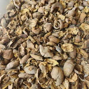 CareQue Baheda Chilka, Cáscara de Bibhitaki Cruda, Seca al Sol, Natural |   Terminalia Bellirica Entera |   Baheda Sabut |   Beleric Myrobalan - Product Image 2