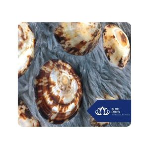 [DISPONIBLE] |   Conchas de Limpet para Manualidades, Aplicaciones Decorativas y Programas de Exportación Vietnam - Product Image 1