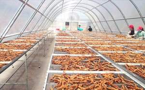 Fournisseur en gros de bananes séchées biologiques du Vietnam, fruits tropicaux, qualité supérieure, prix d'usine, exportateur, fabricant - Product Image 6