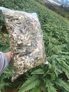 Fleur d'artichaut séchée du Vietnam avec arôme naturel pour mélanges de thé - Product Image 3