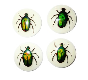 Escarabajo de la Rosa Verde, Espécimen Real en Cabujón de Plástico Redondo de 35x35 mm, Base Plana Brillante para Manualidades y Joyería - Product Image 4