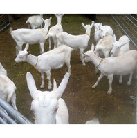 Venta al por mayor de cabras lecheras vivas de primera calidad, gran producción de leche, razas Saanen y Alpina, stock de Sudáfrica NMF (PTY) LTD Long