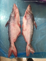 VH Food Saveur Naturelle Fraîche de Ferme IQF/Entier Congelé en Bloc Pangasius Grade A/B 20-45cm Conservation en Vrac Vietnam Haute Qualité