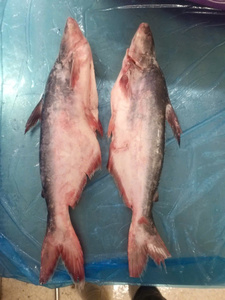 Pangasius Entero Congelado en Bloque IQF de Grado A/B, 20-45cm, Sabor Natural, Fresco de Granja, Conservación a Granel, Alta Calidad de Vietnam, Marca VH Food - Product Image 1